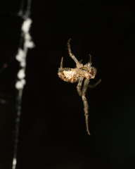 Zygiella x-notata