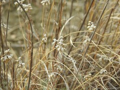 Helichrysum italicum
