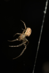 Zygiella x-notata