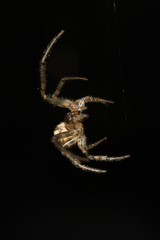 Zygiella x-notata