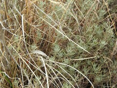 Helichrysum italicum