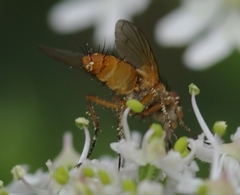 Leskia aurea