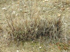 Helichrysum italicum