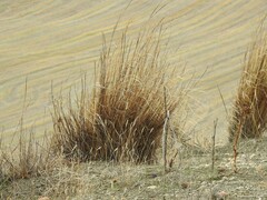 Macrochloa tenacissima