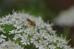 Leskia aurea