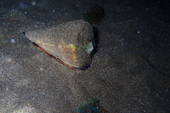 Conus canariensis