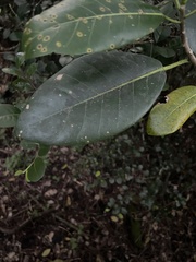 Ficus citrifolia