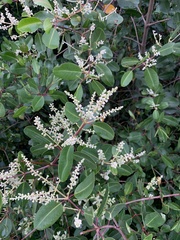 Laguncularia racemosa