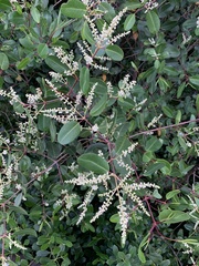 Laguncularia racemosa