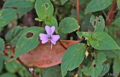 Impatiens leptopoda