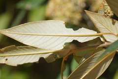 Pomaderris argyrophylla
