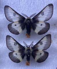 Hemileuca nevadensis