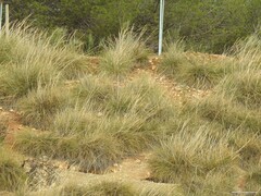 Macrochloa tenacissima