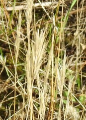 Bromus madritensis