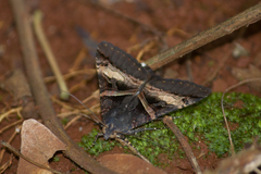Melipotis nigrobasis