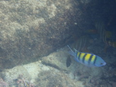 Abudefduf troschelii