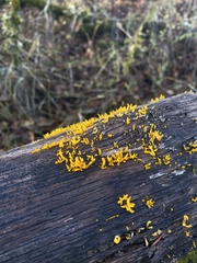 Calocera cornea