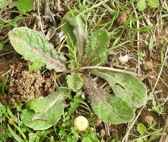 Taraxacum pyropappum