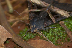 Melipotis nigrobasis