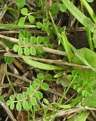 Biserrula pelecinus