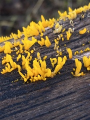 Calocera cornea
