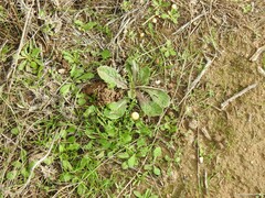 Biserrula pelecinus