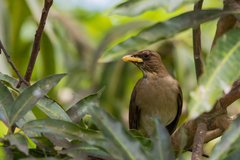 Turdus amaurochalinus
