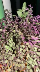 Callisia repens