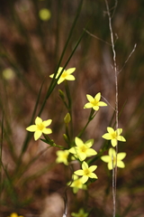 Centaurium maritimum