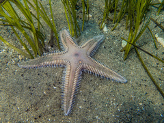 Astropecten armatus