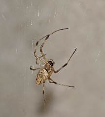 Nephilingis cruentata