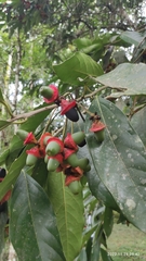 Nectandra