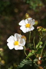 Cistus populifolius