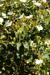 Cistus populifolius