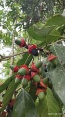 Nectandra