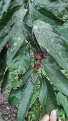 Nectandra