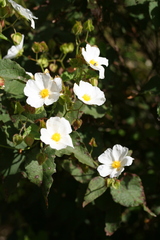 Cistus populifolius
