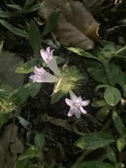 Richardia grandiflora