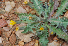 Crepis occidentalis