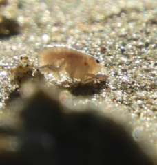 Amphipoda