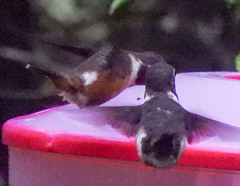 Philodice mitchellii