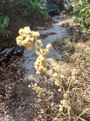 Sida cordifolia