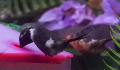 Philodice mitchellii