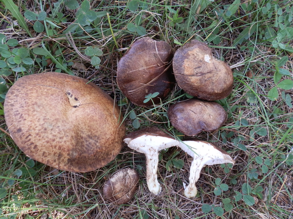 Suillus elbensis