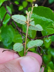Croton betulinus