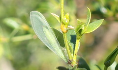 Chrysoperla comanche