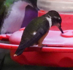 Philodice mitchellii