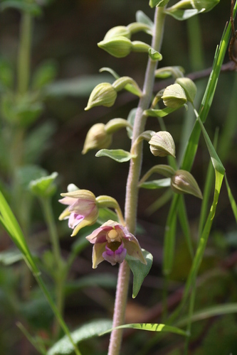 Portuguese Helleborine (Epipactis lusitanica)