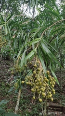 Dracaena americana