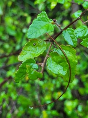 Croton betulinus